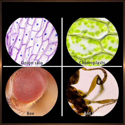 Mini Mikroskop für junge Natur-Entdecker, 60 -120facher Zoom mit LED Licht | für Kinder und Jugendliche